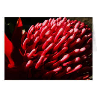 Tarjeta de Waratah roja