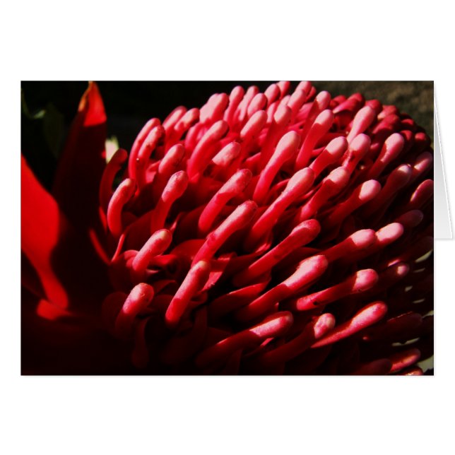 Tarjeta de Waratah roja (Anverso (Horizontal))