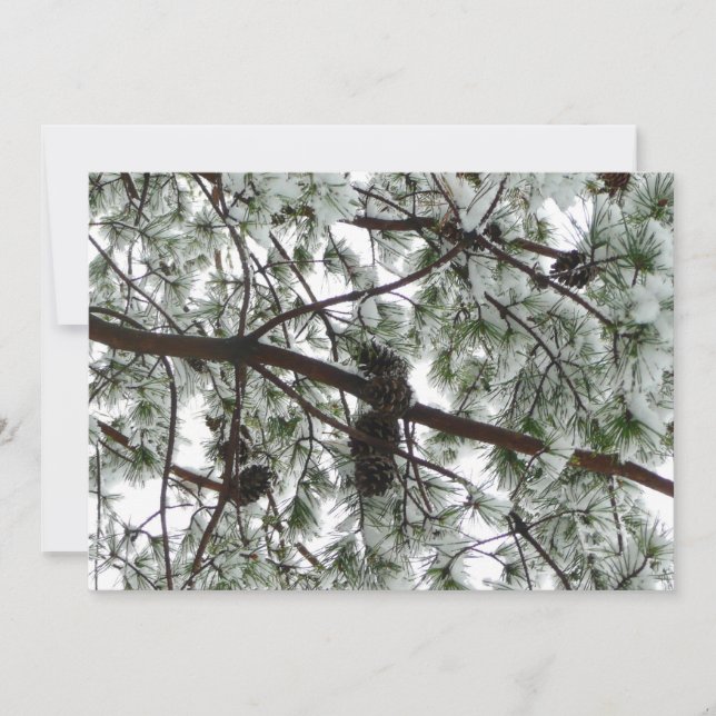 Tarjeta Debajo de la foto del invierno de un pino cubierto (Anverso)