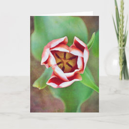 Tarjeta Deep Inside Tulip Flower Art Note Card