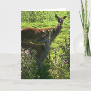 Tarjeta Deer  