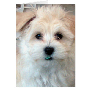 Tarjeta del abrazo de Havanese