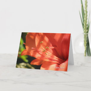 Tarjeta del Amaryllis 01