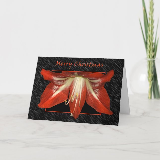 Tarjeta del Amaryllis del navidad (Anverso)