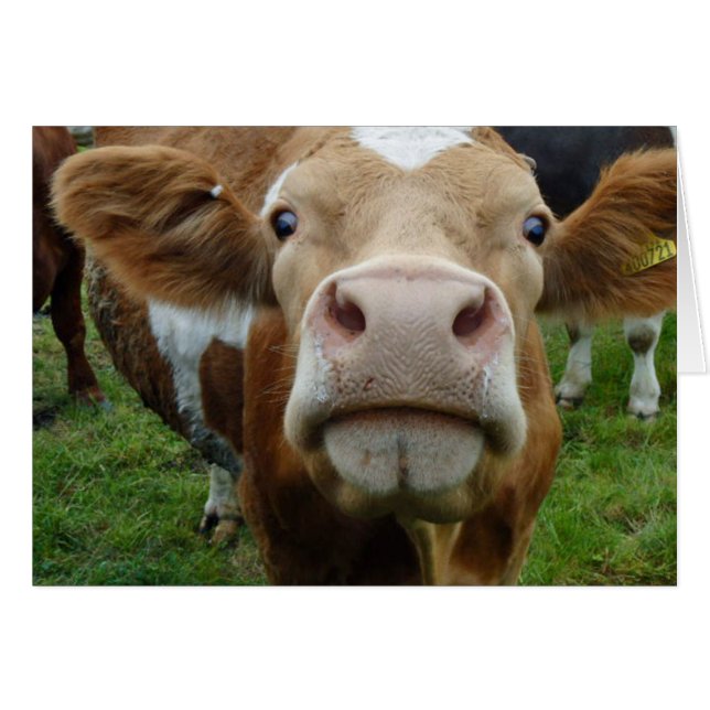 Tarjeta del amor de la vaca (Anverso (Horizontal))