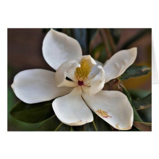 Tarjeta del ángel de la magnolia
