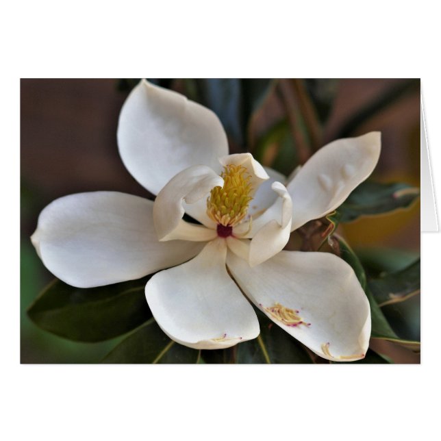 Tarjeta del ángel de la magnolia (Anverso (Horizontal))