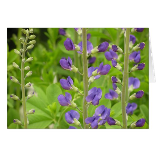Tarjeta del añil falso (Baptisia australis)