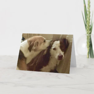 Tarjeta del aniversario, 2 perros que abrazan