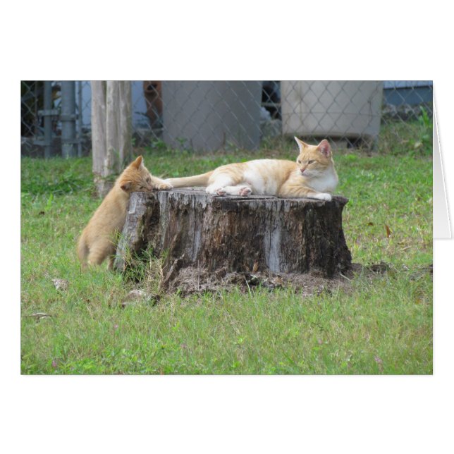 Tarjeta del aprecio de la mamá y del gatito (Anverso (Horizontal))