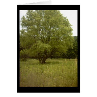 Tarjeta del árbol de la pradera