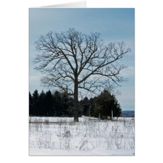 Tarjeta del árbol del invierno