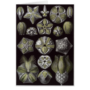 Tarjeta del arte de Ernst Haeckel: Blastoidea