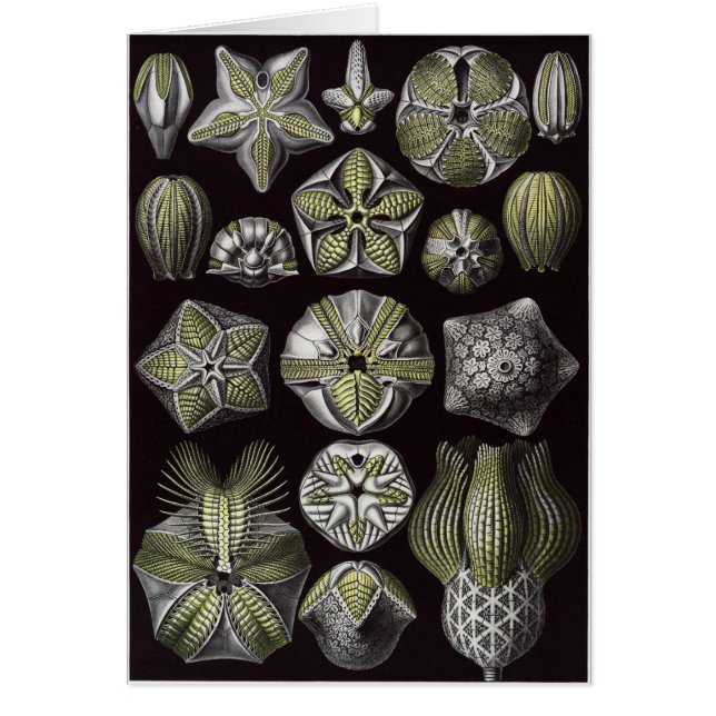 Tarjeta del arte de Ernst Haeckel: Blastoidea (Frente)