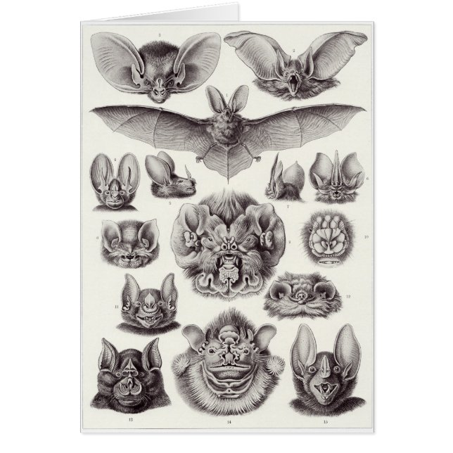 Tarjeta del arte de Ernst Haeckel: Chiroptera (Frente)