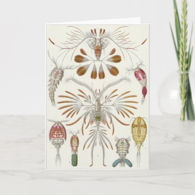 Tarjeta del arte de Ernst Haeckel: Copepoda (Anverso)
