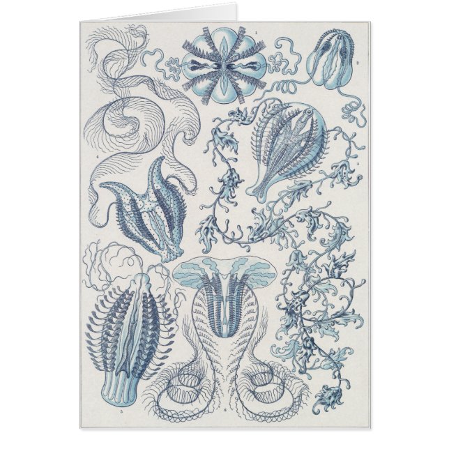 Tarjeta del arte de Ernst Haeckel: Ctenophorae (Frente)