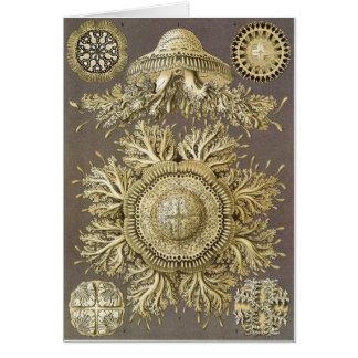 Tarjeta del arte de Ernst Haeckel: Discomedusae
