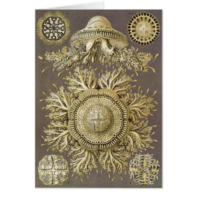 Tarjeta del arte de Ernst Haeckel: Discomedusae (Frente)