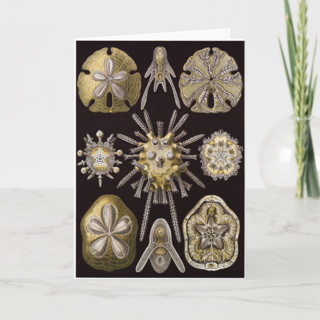 Tarjeta del arte de Ernst Haeckel: Echinidea (Anverso)