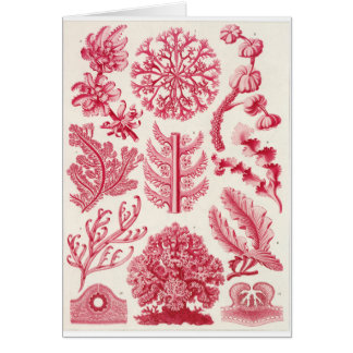 Tarjeta del arte de Ernst Haeckel: Florideae