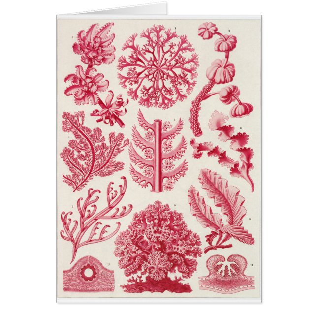 Tarjeta del arte de Ernst Haeckel: Florideae (Frente)
