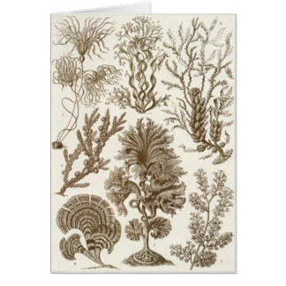 Tarjeta del arte de Ernst Haeckel: Fucoideae