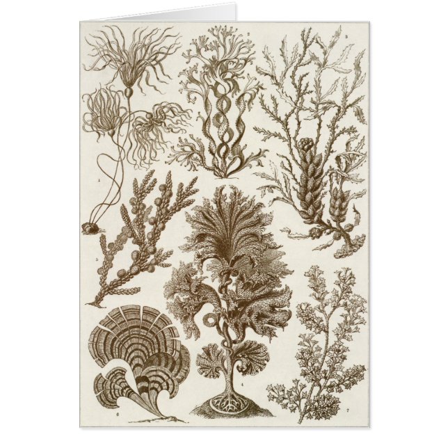 Tarjeta del arte de Ernst Haeckel: Fucoideae (Frente)