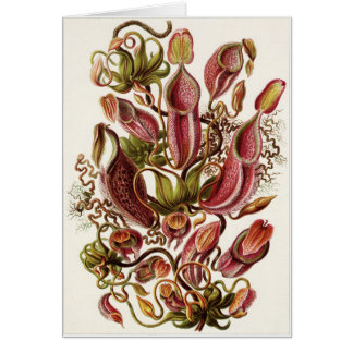 Tarjeta del arte de Ernst Haeckel: Nepenthaceae
