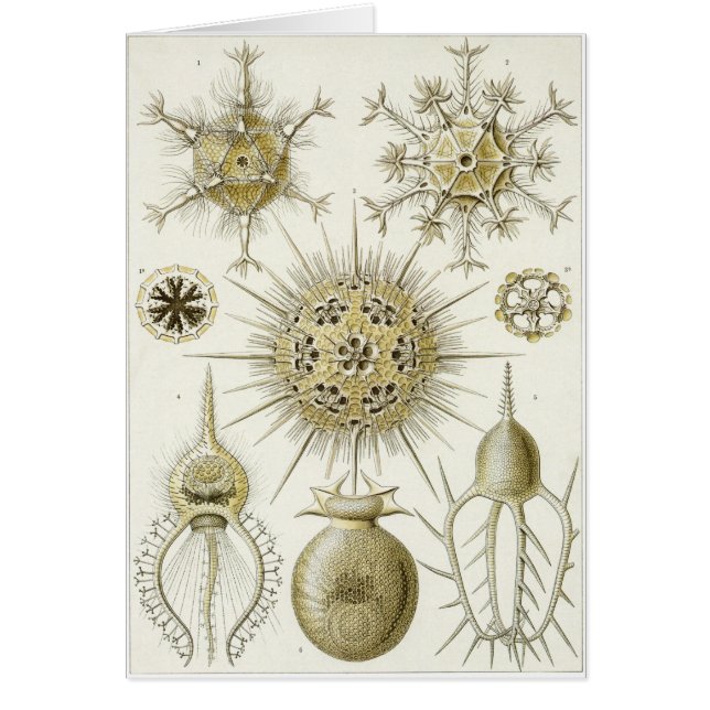Tarjeta del arte de Ernst Haeckel: Phaeodaria (Frente)