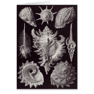 Tarjeta del arte de Ernst Haeckel: Prosobranchia