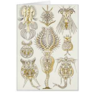Tarjeta del arte de Ernst Haeckel: Rotatoria