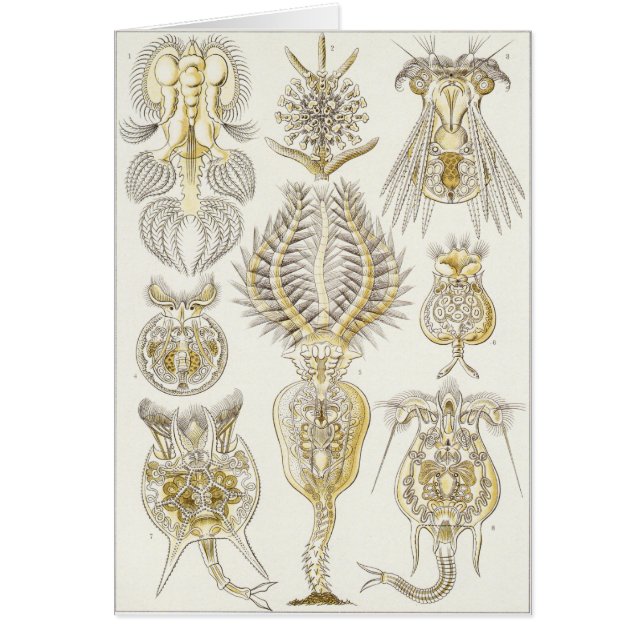 Tarjeta del arte de Ernst Haeckel: Rotatoria (Frente)