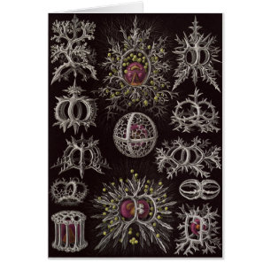 Tarjeta del arte de Ernst Haeckel: Stephoidea