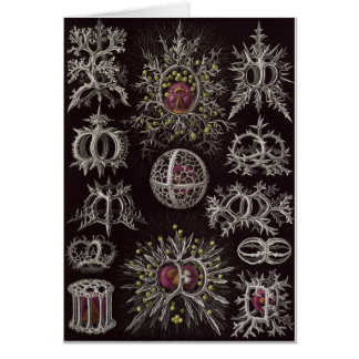 Tarjeta del arte de Ernst Haeckel: Stephoidea