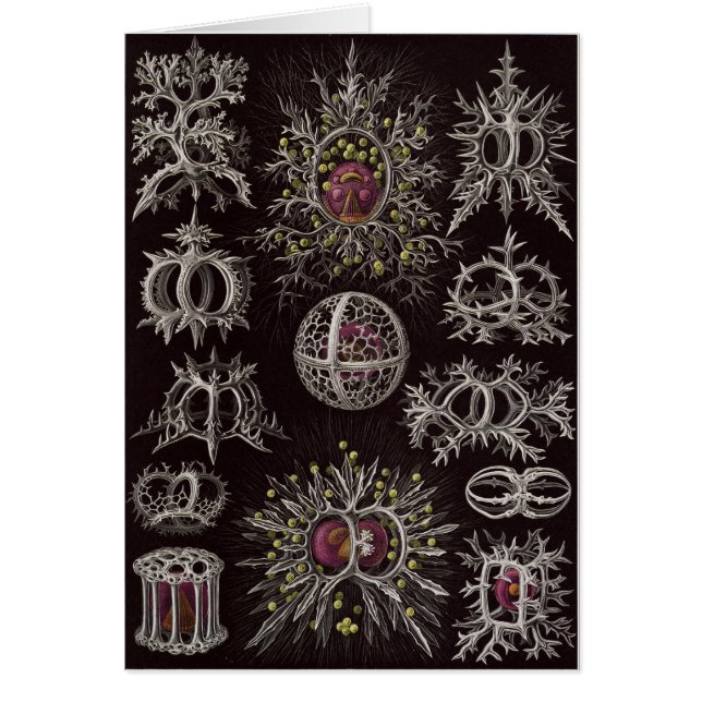 Tarjeta del arte de Ernst Haeckel: Stephoidea (Frente)