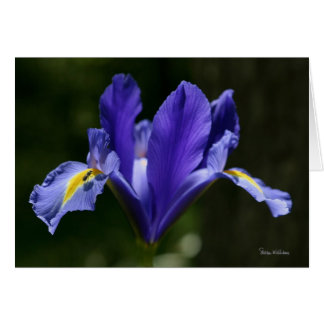 Tarjeta del arte de Frameable