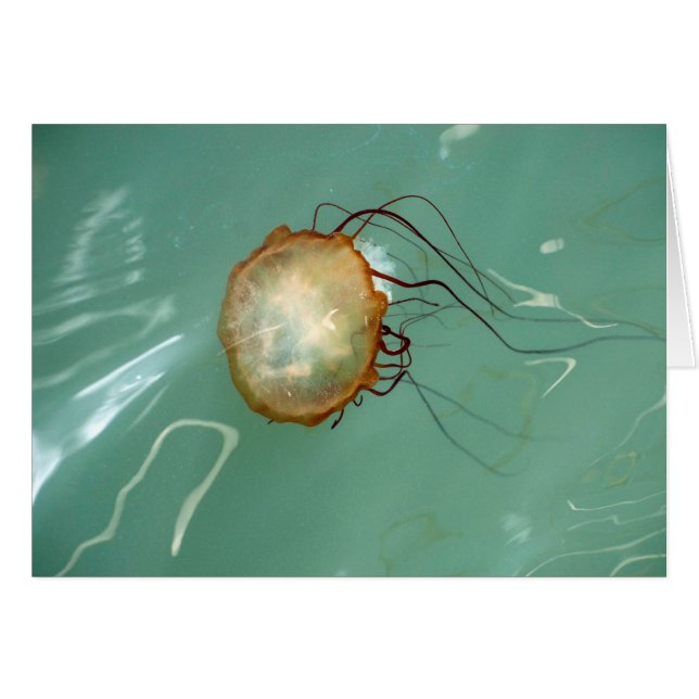 Tarjeta del arte de Frameable de las medusas de la (Anverso (Horizontal))