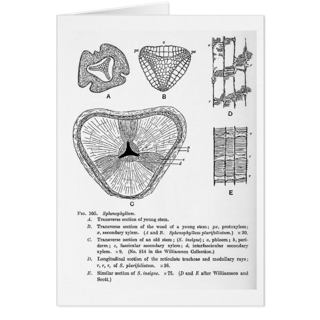 Tarjeta del arte de Sphenophyllum (Frente)