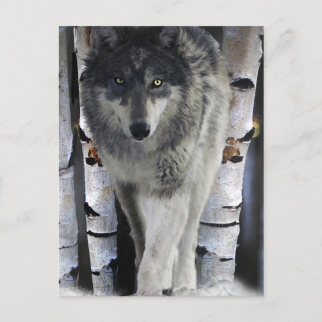 Tarjeta del arte del lobo gris y de la fauna del (Anverso)