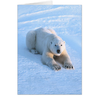 Tarjeta del azul del oso polar