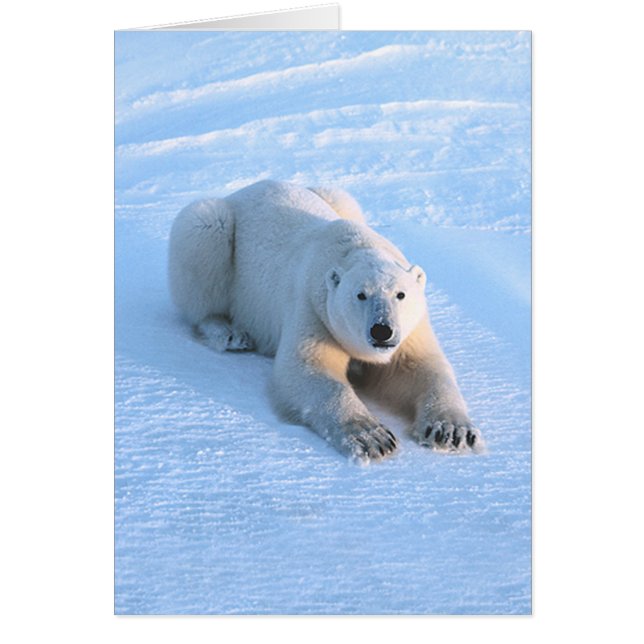 Tarjeta del azul del oso polar (Frente)