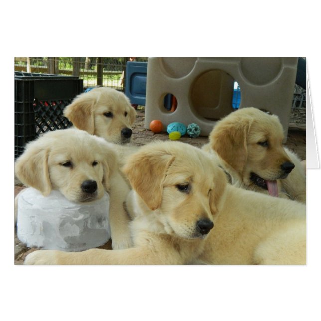 Tarjeta del bloque de hielo (Anverso (Horizontal))