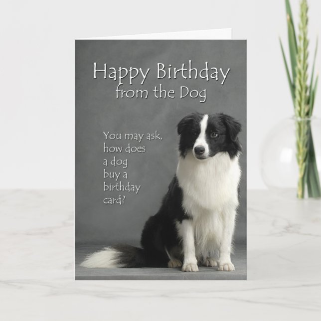 Tarjeta Del Border Collie (Anverso)