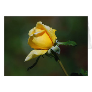 Tarjeta del brote del rosa amarillo