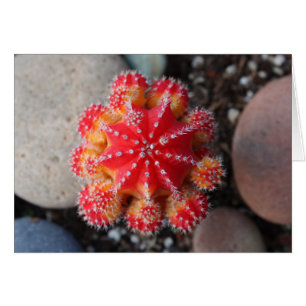 Tarjeta del cactus de la luna