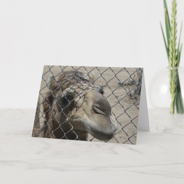 Tarjeta del camello hola (Anverso)