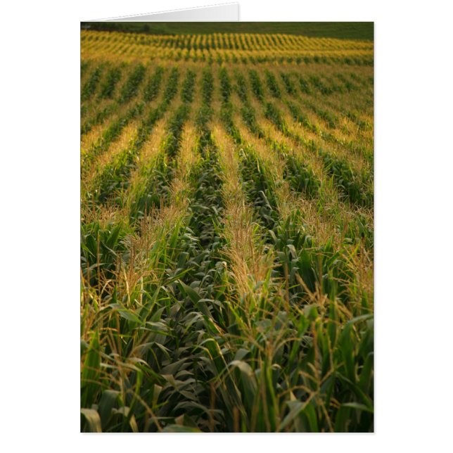 Tarjeta del campo de maíz (Frente)