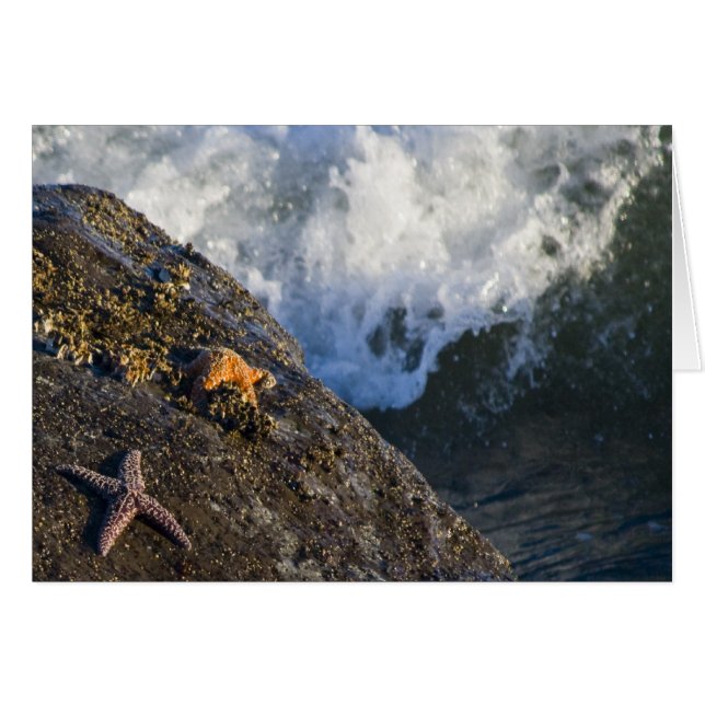 Tarjeta del chapoteo de las estrellas de mar (Anverso (Horizontal))