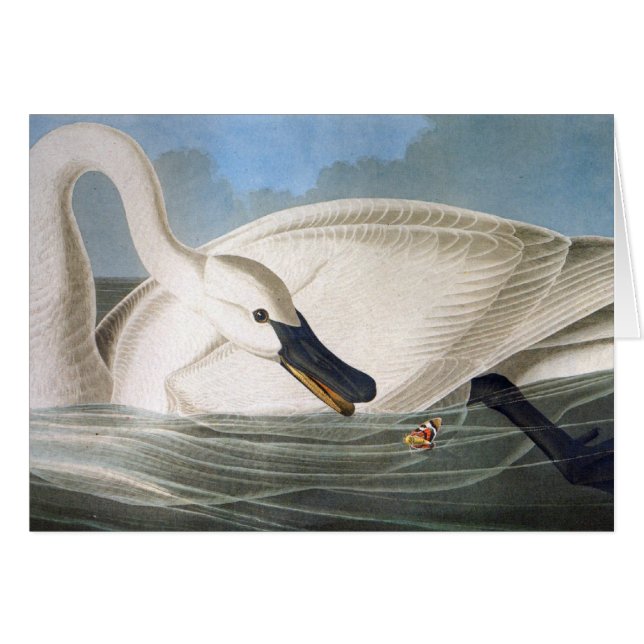 Tarjeta del cisne de Audubon (Anverso (Horizontal))